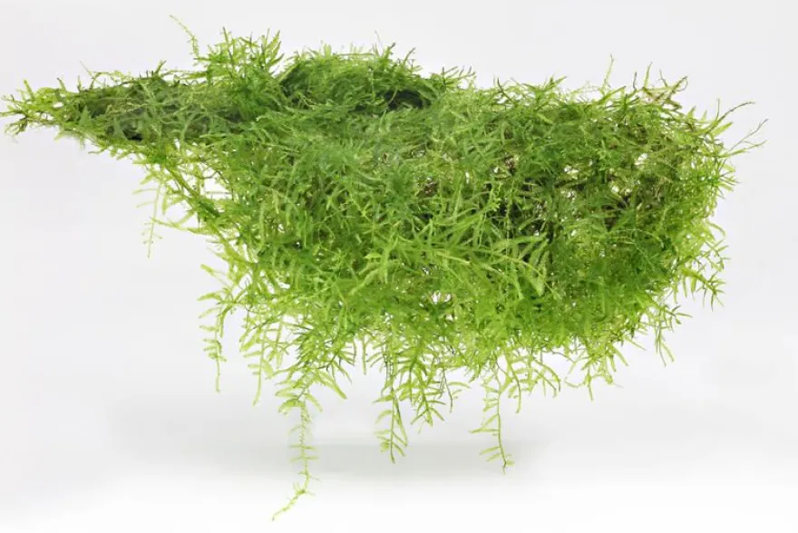 Bogormoos, Taxiphyllum barbieri, im Becher