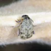Bohnenkäfer, Bruchus maculatus, 500 ml Zuchtansatz
