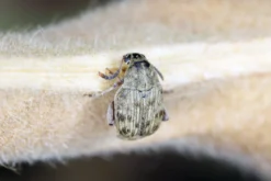 Bohnenkäfer, Bruchus maculatus, 500 ml Zuchtansatz