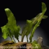 Boivins Wasserähre, Aponogeton boivinianus, Knolle