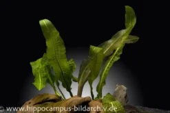Boivins Wasserähre, Aponogeton boivinianus, Knolle