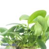 Bolang-Speerblatt, Anubias barteri nana "Bolang", im Topf