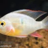 Bolivianischer Schmetterlingsbuntbarsch, Microgeophagus altispinosa