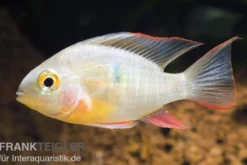 Bolivianischer Schmetterlingsbuntbarsch, Microgeophagus altispinosa