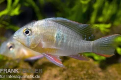 Bolivianischer Schmetterlingsbuntbarsch, Microgeophagus altispinosa