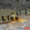 Bombay-Goldringelgrundel, Brachygobius nunus (Minifisch)