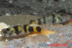 Bombay-Goldringelgrundel, Brachygobius nunus (Minifisch)