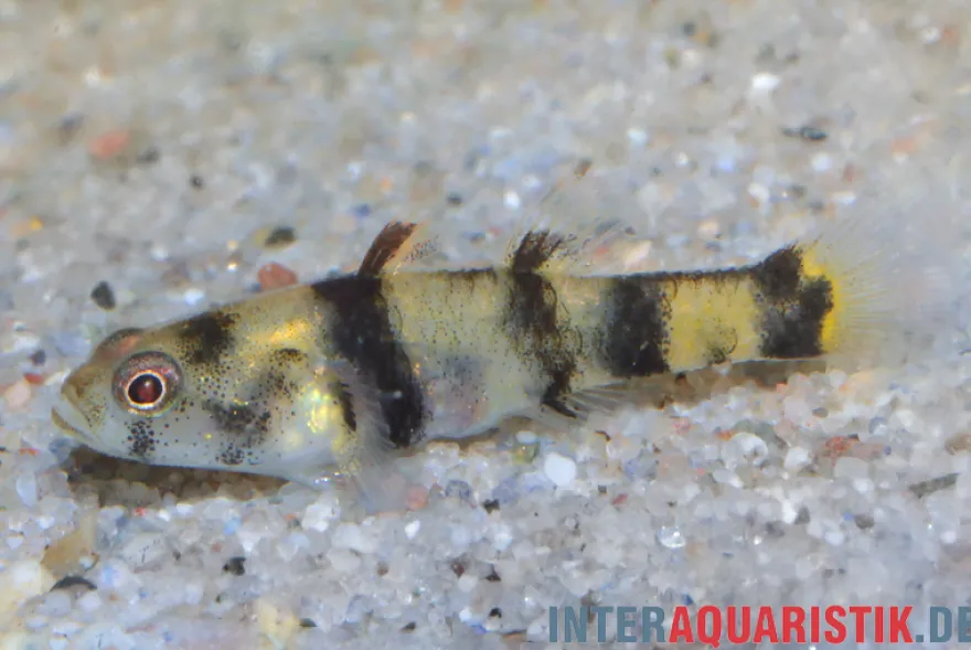 Bombay-Goldringelgrundel, Brachygobius nunus (Minifisch)