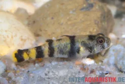 Bombay-Goldringelgrundel, Brachygobius nunus (Minifisch)