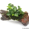Bonsai-Anubias, Anubias "Bonsai" auf Nano-Stamm mit Sauger
