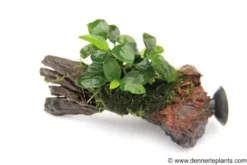 Bonsai-Anubias, Anubias "Bonsai" auf Nano-Stamm mit Sauger