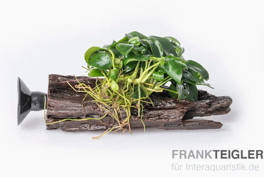 Bonsai-Anubias, Anubias "Bonsai" auf Nano-Stamm mit Sauger