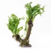 Bonsai mit Vesicularia und M. windelov