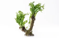 Bonsai mit Vesicularia und M. windelov