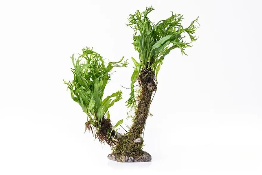 Bonsai mit Vesicularia und M. windelov