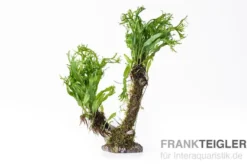 Bonsai mit Vesicularia und M. windelov