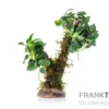Bonsai mit Vesicularia "Xmas" und Anubias "Mini"