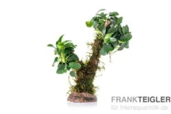 Bonsai mit Vesicularia "Xmas" und Anubias "Mini"