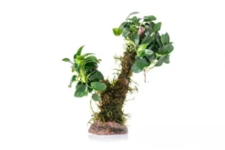 Bonsai mit Vesicularia "Xmas" und Anubias "Mini"