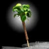 Bonsai-Speerblatt, Anubias nana "Bonsai" mit Bonsai-Palme