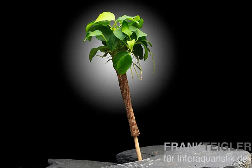 Bonsai-Speerblatt, Anubias nana "Bonsai" mit Bonsai-Palme