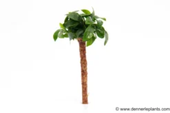 Bonsai-Speerblatt, Anubias nana "Bonsai" mit Bonsai-Palme