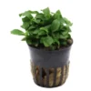 Bonsai-Zwergspeerblatt, Anubias barteri "Petite", In Vitro