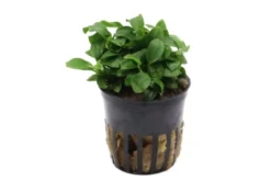 Bonsai-Zwergspeerblatt, Anubias barteri "Petite", In Vitro
