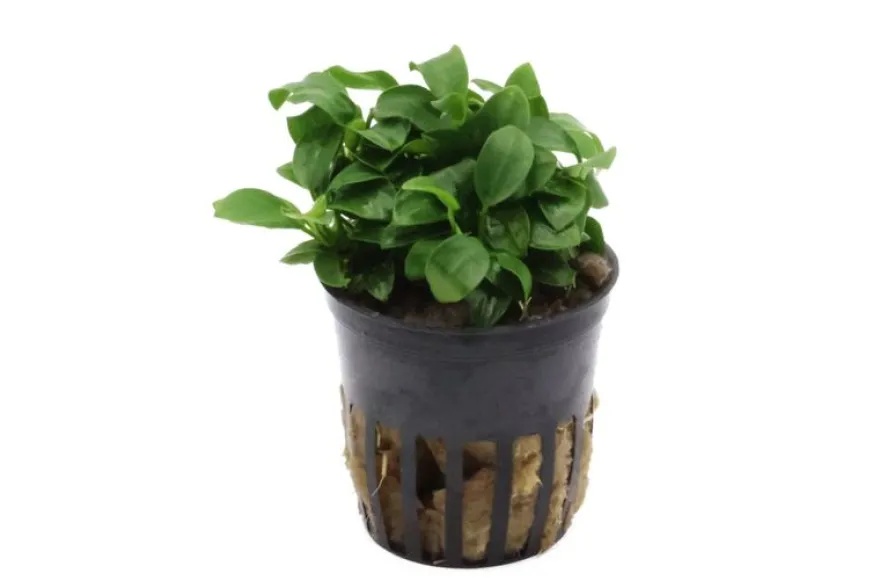 Bonsai-Zwergspeerblatt, Anubias barteri "Petite", In Vitro