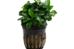 Bonsai-Zwergspeerblatt, Anubias barteri "Petite", In Vitro
