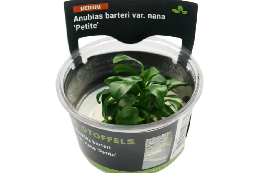 Bonsai-Zwergspeerblatt, Anubias barteri "Petite", In Vitro