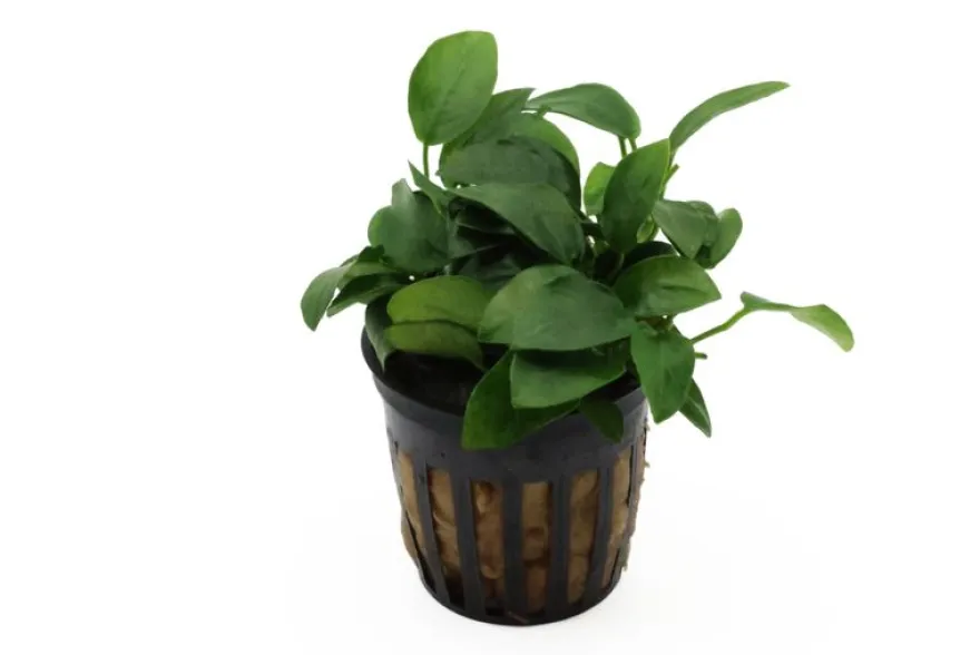 Bonsai-Zwergspeerblatt, Anubias barteri "Petite", In Vitro