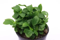 Bonsai-Zwergspeerblatt, Anubias barteri