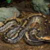 Borneo-Kurzschwanzpython, Python breitensteini