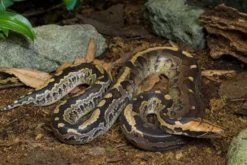 Borneo-Kurzschwanzpython, Python breitensteini