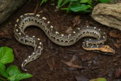 Borneo-Kurzschwanzpython, Python breitensteini