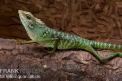 Borneo-Langschwanzagame, Bronchocela jubata