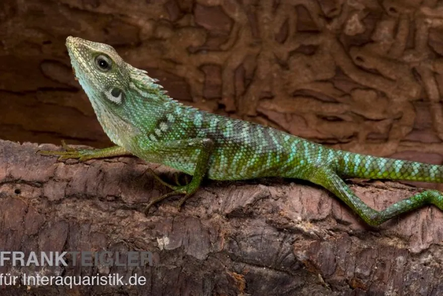 Borneo-Langschwanzagame, Bronchocela jubata