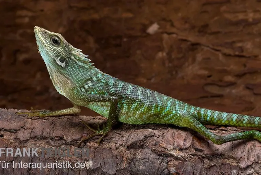 Borneo-Langschwanzagame, Bronchocela jubata