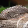 Borneo-Prachtflossensauger, Pseudogastromyzon myersi