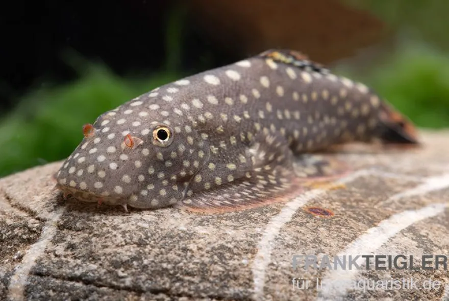 Borneo-Prachtflossensauger, Pseudogastromyzon myersi