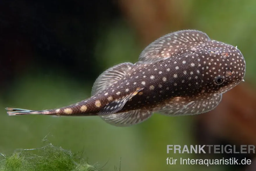 Borneo-Prachtflossensauger, Pseudogastromyzon myersi