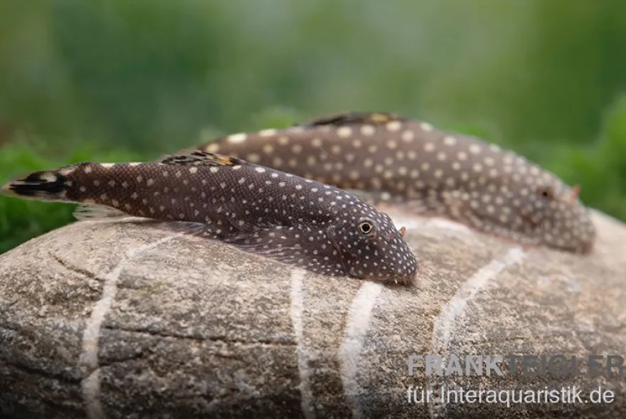 Borneo-Prachtflossensauger, Pseudogastromyzon myersi