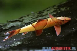 Borneo Sattelfleck-Prachtflossensauger, Homaloptera orthogoniata