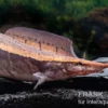 Borneo-Stachelaal, Macrognathus cf. tapirus