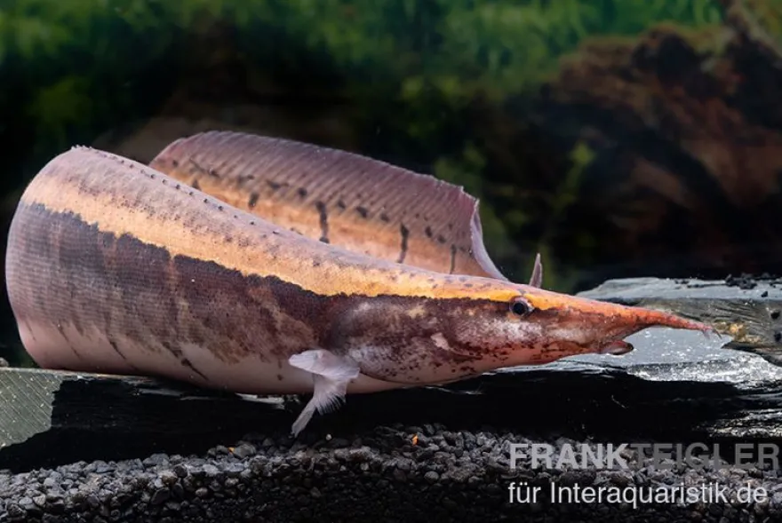 Borneo-Stachelaal, Macrognathus cf. tapirus