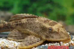 Boulengers Schilderwels, Hypostomus boulengeri, 8-16 cm
