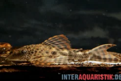 Boulengers Schilderwels, Hypostomus boulengeri, 8-16 cm