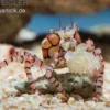 Boxerkrabbe, Lybia tesselata (Pompomkrabbe, Boxing crab)