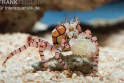 Boxerkrabbe, Lybia tesselata (Pompomkrabbe, Boxing crab)